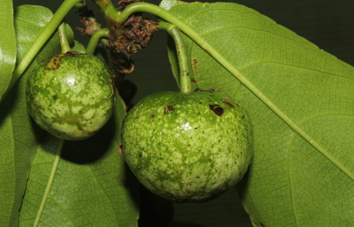 Figura 9. <i>Casearia tremula</i> (Salicaceae), vista frutos, localidad Quebradona Estación Biológica Quica Sector Pitilla, Area de Conservación Guanacaste (ACG) (475m). Foto. Ricardo Calero 23 Mayo 2018.