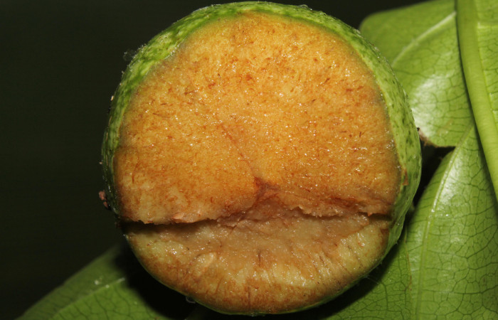 Figura 11. <i>Casearia tremula</i> (Salicaceae), vista fruto partido, localidad Quebradona Estación Biológica Quica Sector Pitilla, Area de Conservación Guanacaste (ACG) (475m). Foto. Ricardo Calero 23 Mayo 2018.