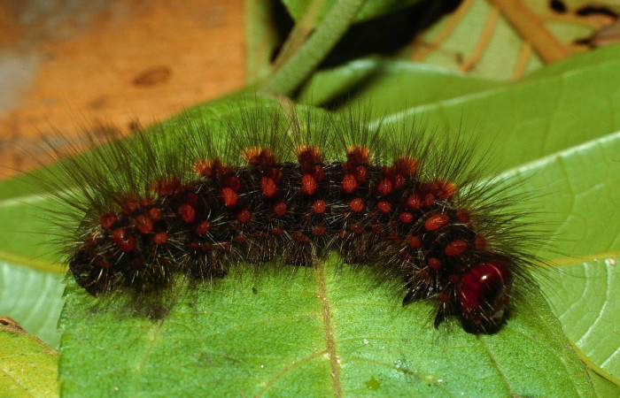 Figura. 10 Larva <i>Hypercompe laeta</i>, (Erebidae), posición dorsal entero
alimentándose en <i>Zexmenia virgulta</i>, (Asteraceae). (02-SRNP-2836-DHJ65634.jpg).