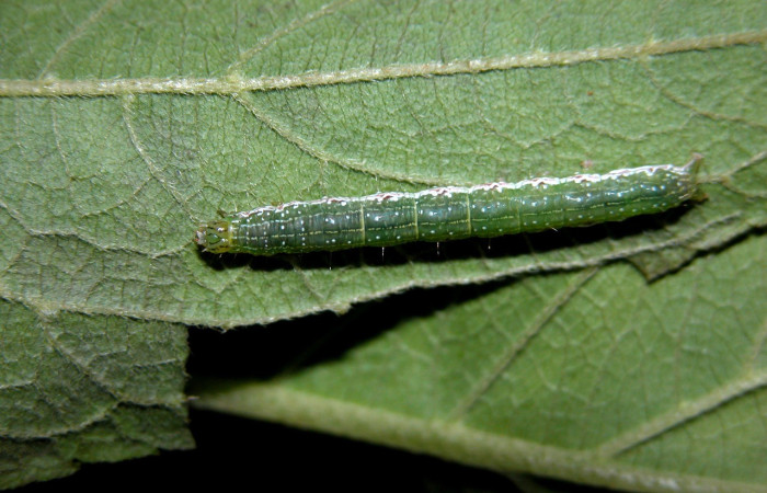 Figura. 12 Larva <i>Perigea agonia</i>, (Noctuidae), posición dorsal entero
alimentándose en <i>Zexmenia virgulta</i>, (Asteraceae). (04-SRNP-42791-DHJ401759.jpg).