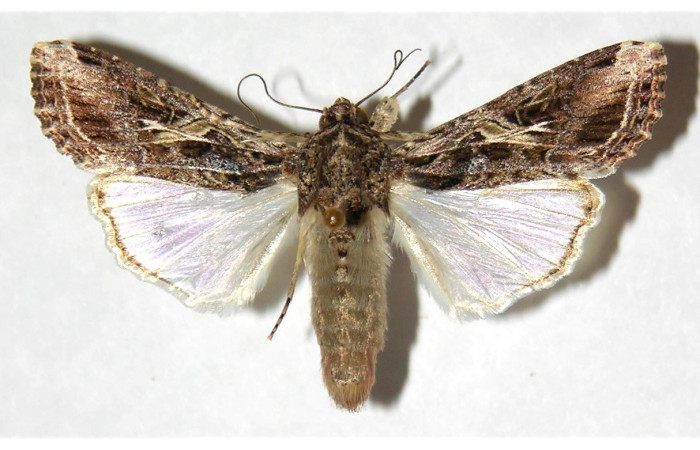 Figura. 15 Adulto <i>Spodoptera latifascia</i>, (Noctuidae), posición vista dorsal
entero. (02-SRNP-5115-DHJ315960).
