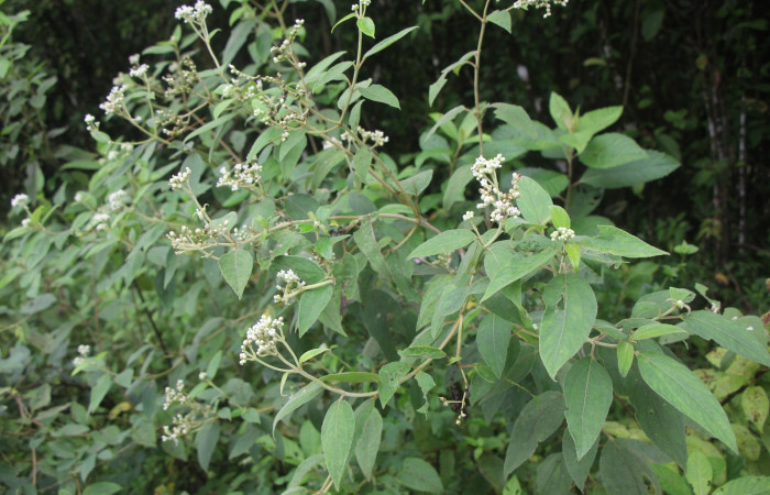 Figura. 2 Habitad, <i>Zexmenia virgulta</i>, (Asteraceae). Area de Conservación Guanacaste. Sector Rincón
Rain Forest. Selva, (elevación 410 metros), colectada  el 14 de Agosto  2024. Foto, Jorge Hernández.