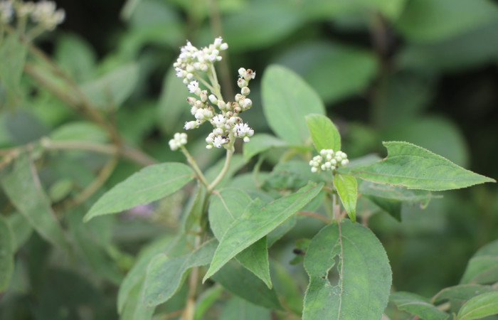 Figura. 3 posición de hojas , <i>Zexmenia virgulta</i>, (Asteraceae). Area de Conservación Guanacaste. Sector Rincón
Rain Forest. Selva, (elevación 410 metros), colectada  el 14 de Agosto  2024. Foto, Jorge Hernández.