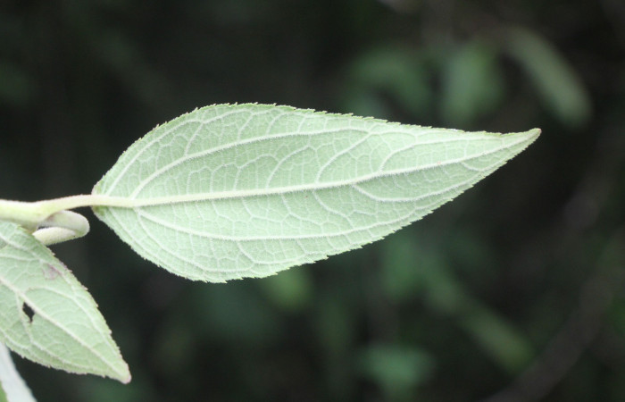 Figura. 6 envés, <i>Zexmenia virgulta</i>, (Asteraceae). Area de Conservación Guanacaste. Sector Rincón
Rain Forest. Selva, (elevación 410 metros), colectada  el 14 de Agosto  2024. Foto, Jorge Hernández.