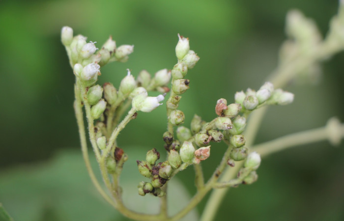 Figura. 7 flores en ramas , <i>Zexmenia virgulta</i>, (Asteraceae). Area de Conservación Guanacaste. Sector Rincón
Rain Forest. Selva, (elevación 410 metros), colectada  el 14 de Agosto  2024. Foto, Jorge Hernández.
