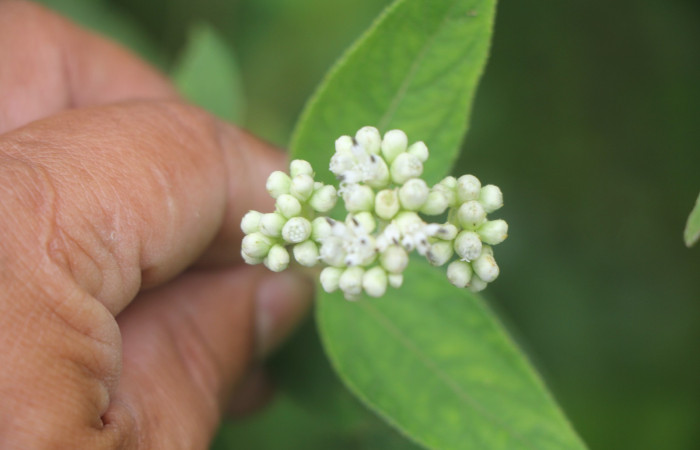Figura. 8 flor de frente, <i>Zexmenia virgulta</i>, (Asteraceae). Area de Conservación Guanacaste. Sector Rincón
Rain Forest. Selva, (elevación 410 metros), colectada  el 14 de Agosto  2024. Foto, Jorge Hernández.