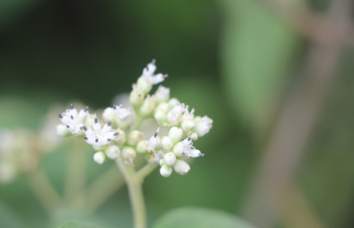 Figura. 9 flor lateral, <i>Zexmenia virgulta</i>, (Asteraceae). Area de Conservación Guanacaste. Sector Rincón
Rain Forest. Selva, (elevación 410 metros), colectada  el 14 de Agosto  2024. Foto, Jorge Hernández.