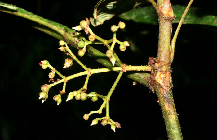 Presentación salida de inflorescencia<i>Miconia macrophylla</i>