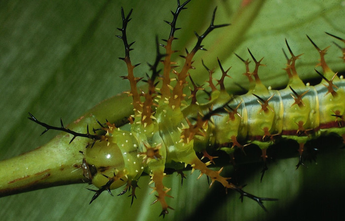 Figura 1. Larva <i>Eacles janzeni</i> (Saturniidae), color verde amarillento con una línea roja en los laterales, posición frontal, tercer estadio, mide 26 mm aproximadamente. Planta hospedera <i>Prunus annularisi</i> (Arecaceae). Voucher: 03-SRNP-4225-DHJ73128.jpg.