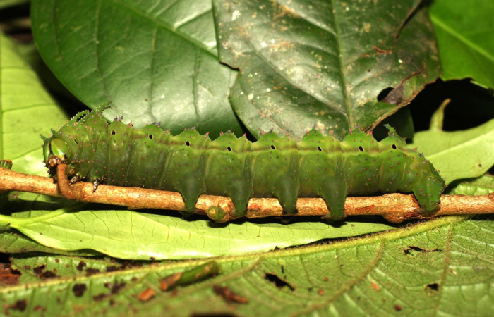 Figura 11. Larva <i>Eacles janzeni</i> (Saturniidae), color verde con una línea café en los laterales, posición lateral, último estadio, mide 90 mm aproximadamente. Planta hospedera <i>Prunus annularisi</i> (Arecaceae). Voucher: 18-SRNP-35557-DHJ769092.jpg