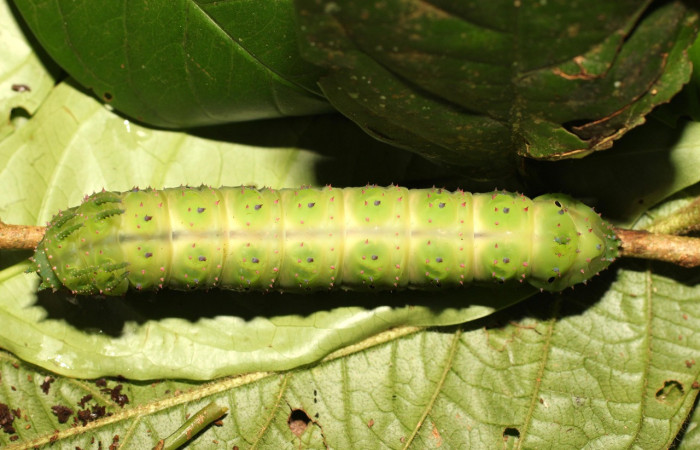 Figura 12. Larva <i>Eacles janzeni</i> (Saturniidae), color verde claro, posición dorsal, último estadio, mide 90 mm aproximadamente. Planta hospedera <i>Prunus annularisi</i> (Arecaceae). Voucher: 18-SRNP-35557-DHJ769093.jpg