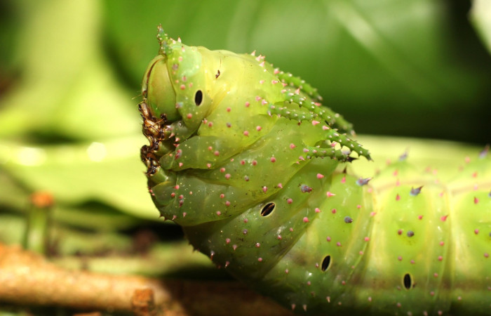 Figura 13. Larva <i>Eacles janzeni</i> (Saturniidae), color verde, se le notan espiráculos color negros, posición cabeza y tórax
, último estadio, mide 90 mm aproximadamente. Planta hospedera <i>Prunus annularisi</i> (Arecaceae). Voucher: 18-SRNP-35557-DHJ769091.jpg.