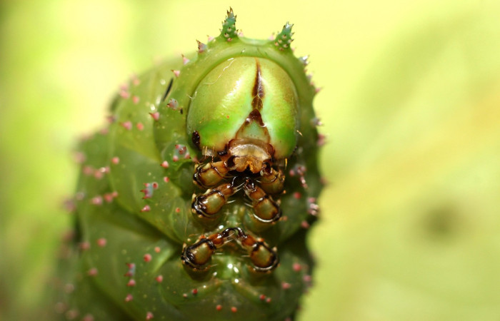 Figura 15. Larva <i>Eacles janzeni</i> (Saturniidae), color verde, posición frontal, último estadio, mide 90 mm aproximadamente. Planta hospedera <i>Prunus annularisi</i> (Arecaceae). Voucher: 18-SRNP-35557-DHJ769089.jpg.