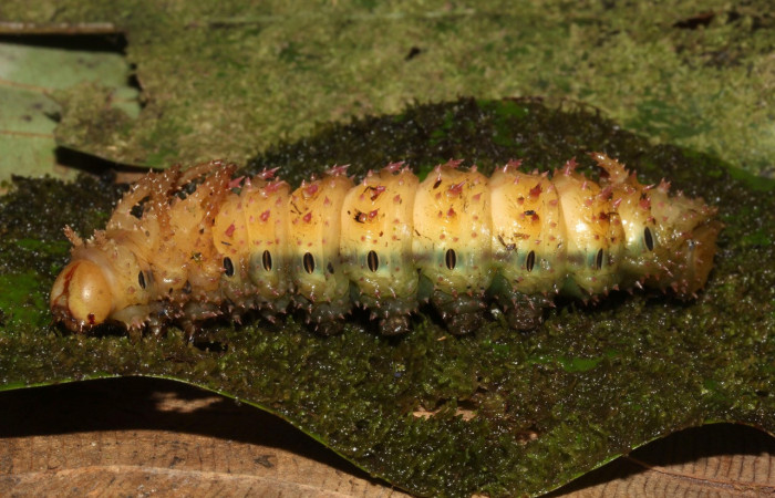 Figura 16. Larva en prepupa <i>Eacles janzeni</i> (Saturniidae), color crema espiráculos color negros, posición dorsal, mide 73 mm aproximadamente. Planta hospedera <i>Panopsis costaricensis</i> (Arecaceae). Voucher: 17-SRNP-32314-DHJ740634.jpg
