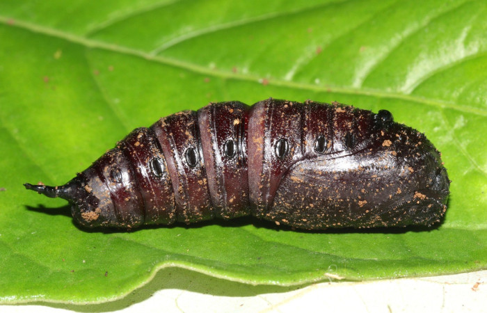 Figura 18. Pupa <i>Eacles janzeni</i> (Saturniidae), color café, posición lateral, mide 54 mm aproximadamente. Planta hospedera <i>Panopsis costaricensis</i> (Arecaceae). Voucher: 17-SRNP-32314-DHJ740684.jpg