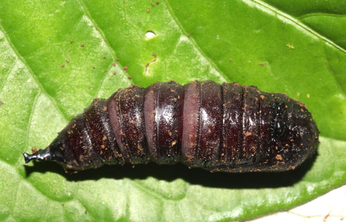 Figura 19. Pupa <i>Eacles janzeni</i> (Saturniidae), color café, posición dorsal, mide 54 mm aproximadamente. Planta hospedera <i>Panopsis costaricensis</i> (Arecaceae). Voucher: 17-SRNP-32314-DHJ740685.jpg.