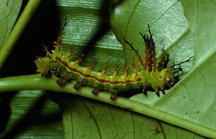 Figura 2. Larva <i>Eacles janzeni</i> (Saturniidae), color verde amarillento con una línea roja en los laterales, posición lateral, tercer estadio, mide 26 mm aproximadamente. Planta hospedera <i>Prunus annularisi</i> (Arecaceae). Voucher: 03-SRNP-4225-DHJ73129.jpg.