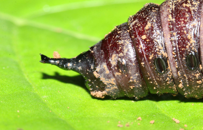 Figura 22. Pupa <i>Eacles janzeni</i> (Saturniidae), color café, posición parte trasera, mide 54 mm aproximadamente. Planta hospedera <i>Panopsis costaricensis</i> (Arecaceae). Voucher: 17-SRNP-32314-DHJ740691.jpg.