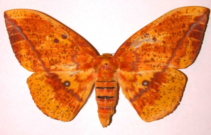 Figura 23. Adulto <i>Eacles janzeni</i> (Saturniidae). color naranja, abdomen color naranja, posición dorsal, mide 156 mm aproximadamente. Voucher: 02-SRNP-3452-DHJ36052.