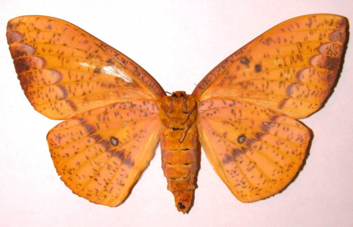 Figura 24. Adulto <i>Eacles janzeni</i> (Saturniidae). color naranja, abdomen color naranja, posición ventral, mide 156 mm aproximadamente. Voucher: 02-SRNP-3452-DHJ36053.