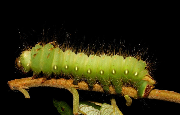 Figura 25. Larva <i>Eacles</i>imperialisDHJ01 (Saturniidae), color verde, posición lateral de cabeza, mide 57 mm aproximadamente. Planta hospedera <i>Trema micrantha</i> (Cannabaceae). Voucher: 06-SRNP-4773-DHJ410734.jpg