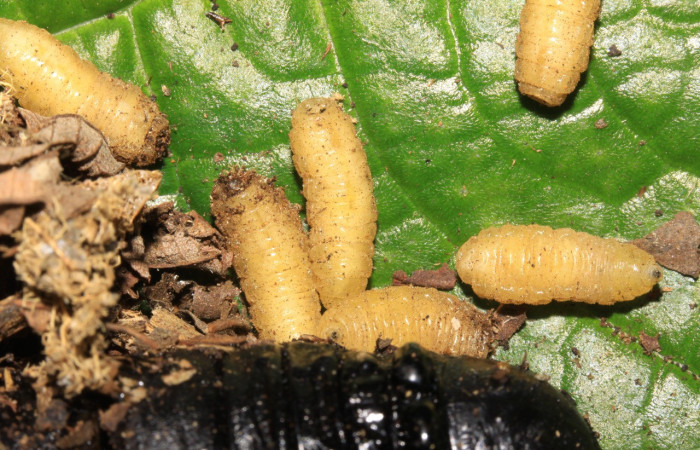 Figura 27. Larvas de parásito tachJanzen01 Janzen01 Janzen07 (Tachinidae), color crema, posición dorsal, Voucher: 15-SRNP-70109-DHJ721589.jpg.