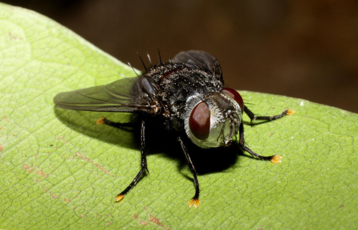 Figura 28. Mosca de parásito tachJanzen01 Janzen01 Janzen07 (Tachinidae), color negro ojos color rojo vino , posición frontal. Voucher: 09-SRNP-14333-DHJ469874.jpg.