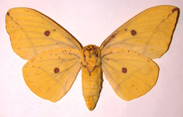Figura 30. Adulto<i>Eacles</i> imperialisDHJ01 (Saturniidae):(Saturniidae). color amarillo, abdomen color amarillo, con unas manchas café, posición dorsal, mide 138 mm aproximadamente. Voucher: 02-SRNP-6972-DHJ36325.