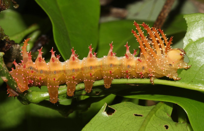 Figura 7. Larva <i>Eacles janzeni</i> (Saturniidae), color amarillo con una línea roja en los laterales, posición lateral, cuarto estadio, mide 50 mm aproximadamente. Planta hospedera <i>Prunus annularisi</i> (Arecaceae). Voucher: 17-SRNP-32314-DHJ740526.jpg.