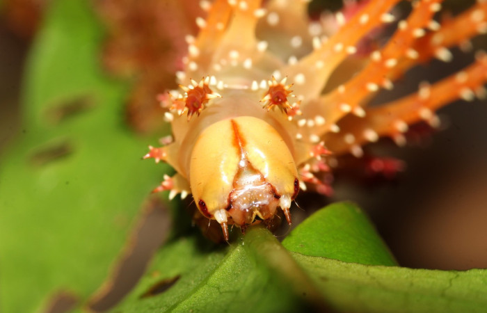 Figura 9. Larva <i>Eacles janzeni</i> (Saturniidae), color amarillo con una línea roja en los laterales, posición frontal, cuarto estadio, mide 50 mm aproximadamente. Planta hospedera <i>Prunus annularisi</i> (Arecaceae). Voucher: 17-SRNP-32314-DHJ740533.jpg.