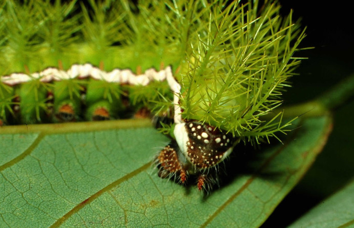 Fig.10 Larva <i>Automeris rubrescens</i>, (Saturniidae), se alimenta  <i>Lonchocarpus heptaphyllus</i>, (Fabaceae), mostrando la parte trasera. Voucher: 01-SRNP-1751-DHJ57793.jpg.