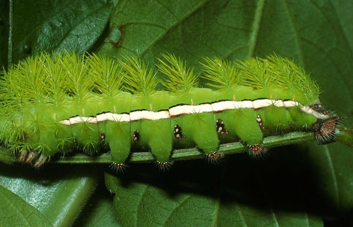 Fig.14 Larva <i>Automeris rubrescens</i>, (Saturniidae), se alimenta  <i>Serjania schiedeana</i>, (Sapindaceae), mostrando la parte lateral entero. Voucher: 03-SRNP-30031-DHJ80696.jpg.