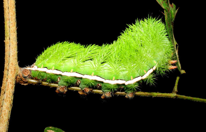 Fig.15 Larva <i>Automeris rubrescens</i>, (Saturniidae), se alimenta  <i>Mimosa watsonii</i>, (Fabaceae), mostrando la parte lateral entero. Voucher: 05-SRNP-70366-DHJ410163.jpg