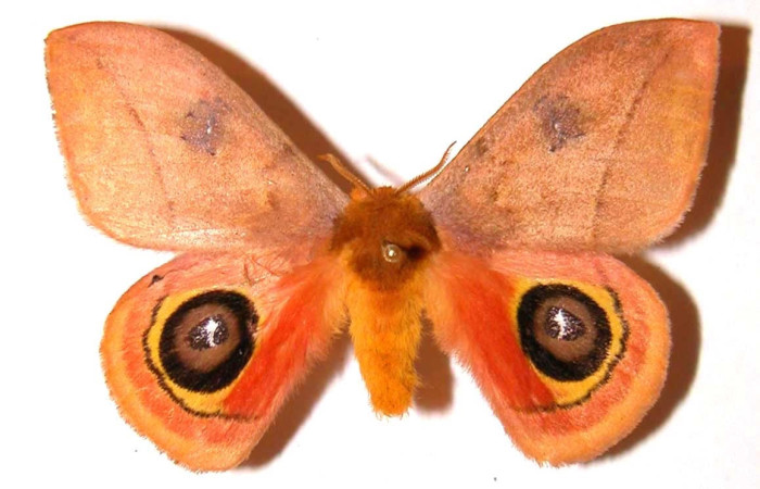 Fig.1 Adulto <i>Automeris rubrescens</i>, Saturniidae, macho mostrando la parte dorsal. Voucher: 01-SRNP-1751-DHJ36202.