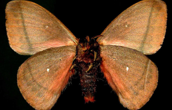 Fig.24 Adulto <i>Automeris celata</i>, Saturniidae, macho mostrando la parte ventral. Voucher: 97-SRNP-6417-DHJ31055.