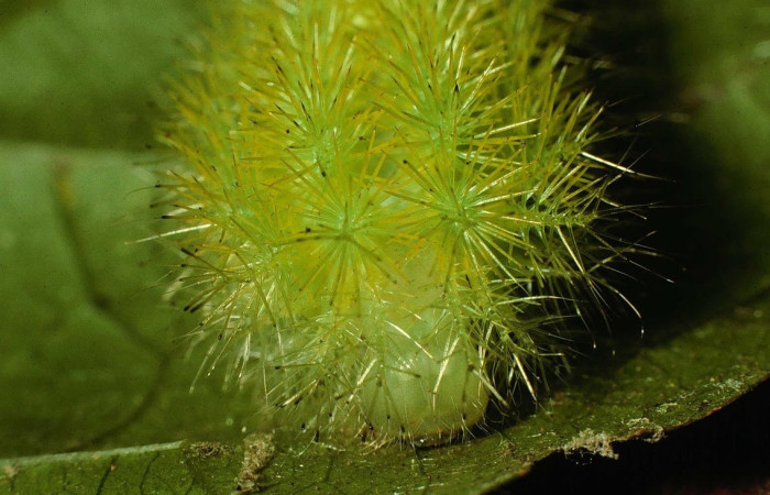 Fig.30 Larva <i>Automeris celata</i>, (Saturniidae), se alimenta  <i>Adelia triloba</i>, (Euphorbiaceae), mostrando la parte cabeza. Voucher: 97-SRNP-6419-DHJ43532.jpg.