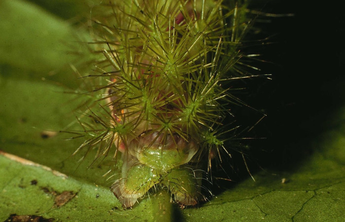 Fig.34 Larva <i>Automeris celata</i>, (Saturniidae), se alimenta  <i>Adelia triloba</i>, (Euphorbiaceae), mostrando la parte trasero. Voucher: 97-SRNP-6419-DHJ43554.jpg.