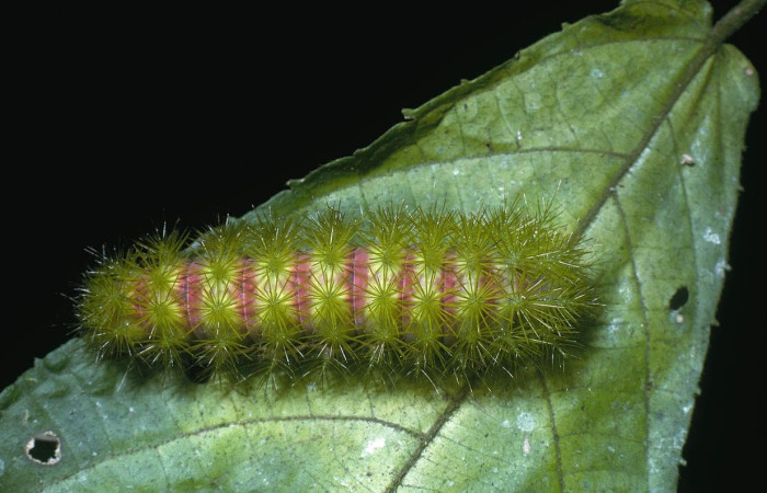 Fig.35 Larva <i>Automeris celata</i>, (Saturniidae), se alimenta  <i>Acalypha diversifolia</i>, (Euphorbiaceae), mostrando la parte dorsal entero. Voucher: 04-SRNP-1125-DHJ81687.jpg.
