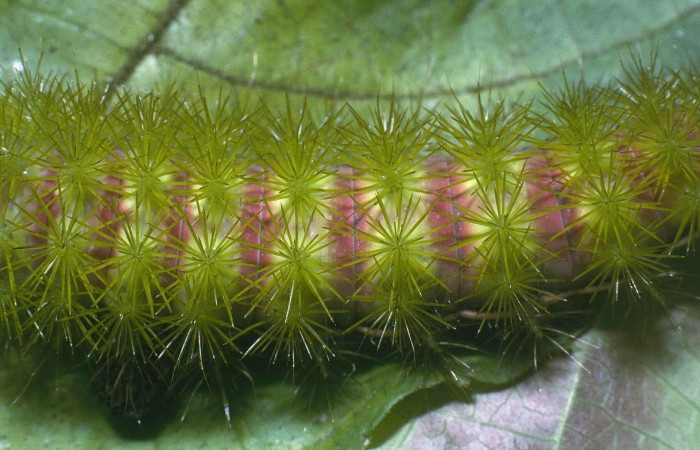 Fig.36 Larva <i>Automeris celata</i>, (Saturniidae), se alimenta  <i>Acalypha diversifolia</i>, (Euphorbiaceae), mostrando la parte dorsal entero. Voucher: 04-SRNP-1125-DHJ81688.jpg. 
