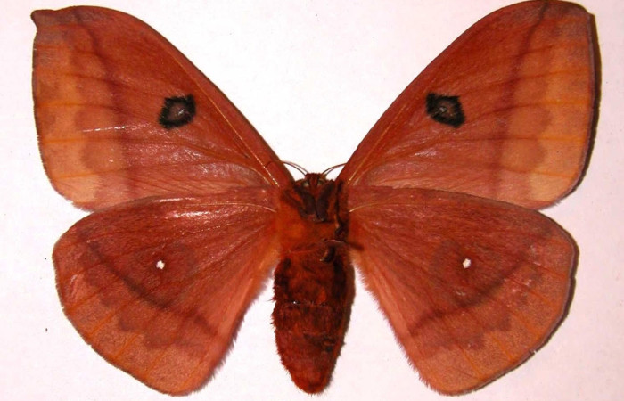 Fig.4 Adulto <i>Automeris rubrescens</i>, Saturniidae, hembra mostrando la parte ventral. Voucher: 02-SRNP-27058-DHJ36113.