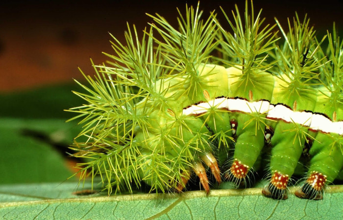 Fig.8 Larva <i>Automeris rubrescens</i>, (Saturniidae), se alimenta  <i>Lonchocarpus heptaphyllus</i>, (Fabaceae), mostrando la parte lateral tórax. Voucher: 01-SRNP-1751-DHJ57789.jpg.