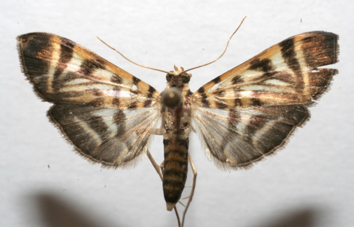 Fig 12. Adulto <i>Spilomela</i> personalisDHJ04, vista dorsal, en alas abiertas mide 25 mm  Voucher 06-SRNP-106787-DHJ606787.jpg