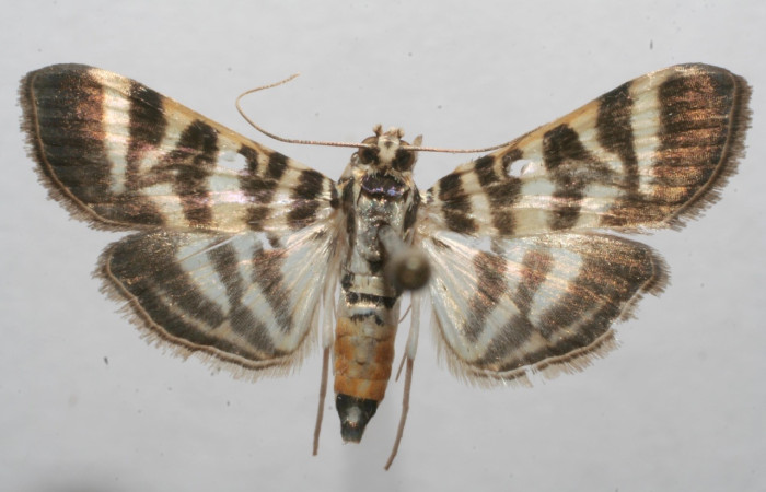 Fig 8. Adulto <i>Spilomela discordens</i>. familia Crambidae, vista dorsal, en alas abiertas mide 23 mm. Voucher 07-SRNP-113786-DHJ623750.jpg.