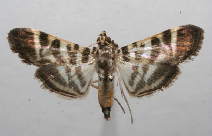 Fig 10. Adulto <i>Spilomela discordens</i>. familia Crambidae, vista dorsal, en alas abiertas mide 23 mm. Voucher 07-SRNP-113789-DHJ623753.jpg.