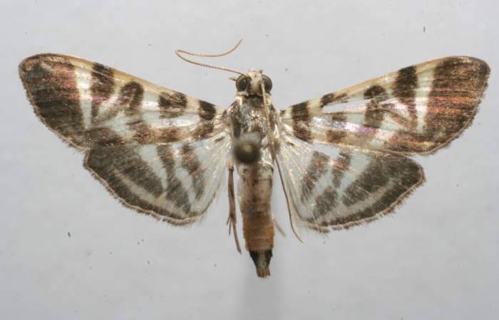 Fig 11. Adulto <i>Spilomela discordens</i>. familia Crambidae, vista dorsal, en alas abiertas mide 22 mm. Voucher 07-SRNP-113790-DHJ623754.jpg.