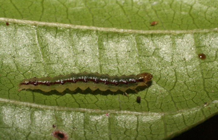 Fig 4. Larva <i>Spilomela discordens</i>. familia Crambidae, en último estadio, vista dorsal entero, mide 20 mm de largo, Estación Biológica Caribe. Voucher 09-SRNP-40744-DHJ459389.jpg.