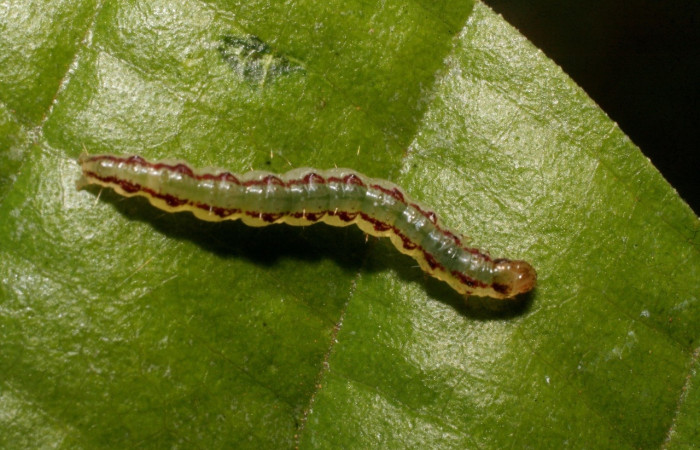  Fig 2. Larva <i>Spilomela discordens</i>. familia Crambidae en último estadio, vista dorsal entero, mide 20 mm de largo, imagen Estación Caribe.   Voucher 09-SRNP-40744-DHJ459390.jpg