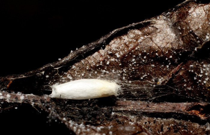 Fig 7. Capullo de la familia Braconidae, especie de parásito <i>Apanteles erickduartei</i>, subfamilia Microgastrinae. Părăsito en Spilomela discordens. Voucher 09-SRNP-40753-DHJ476412.jpg.