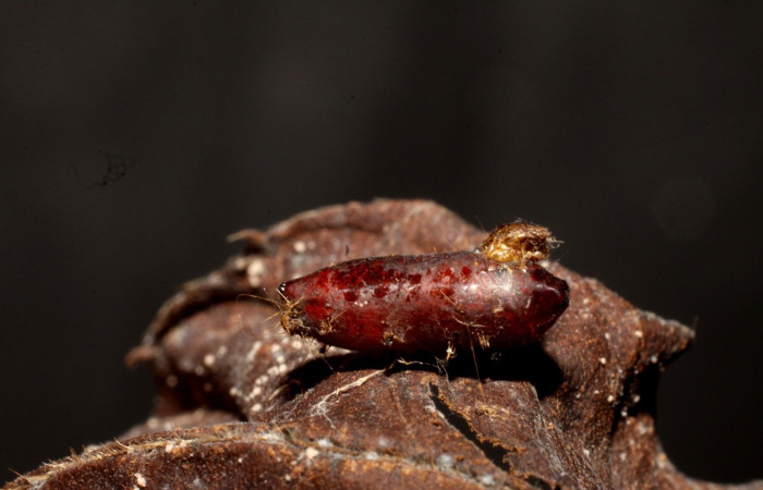  Fig 6. Prepupa parasitada de <i>Spilomela discordens</i>. Vista  del parásito familia Tachinidae (mosca), especié Leskia Wood01DHJ08. Voucher 09-SRNP-41738-DHJ476446.jpg.