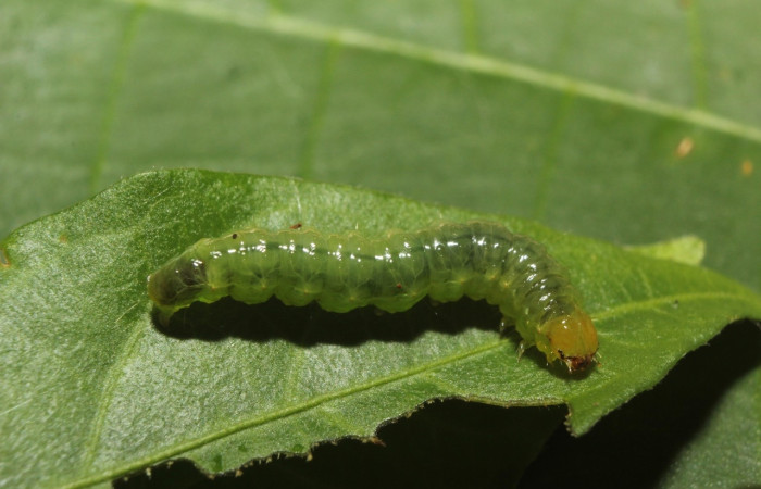 Fig 14. Larva <i>Spilomela pantheralis</i>. vista lateral entero, mide 19 mm largo. Estación Biológica Pitilla. Voucher 14-SRNP-70951-DHJ722986.jpg.